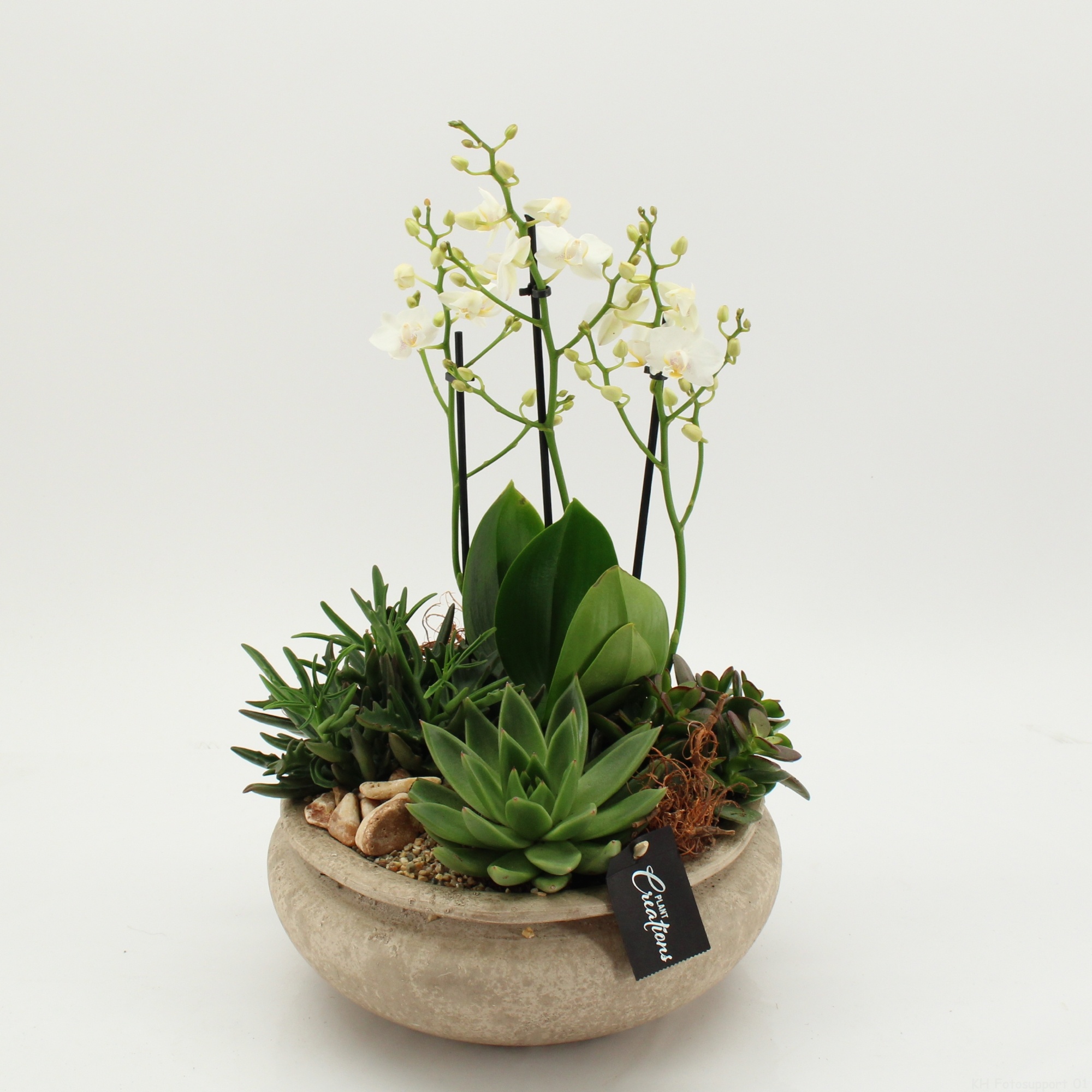 PHAL-2634 Phalaenopsis creatie, D 25