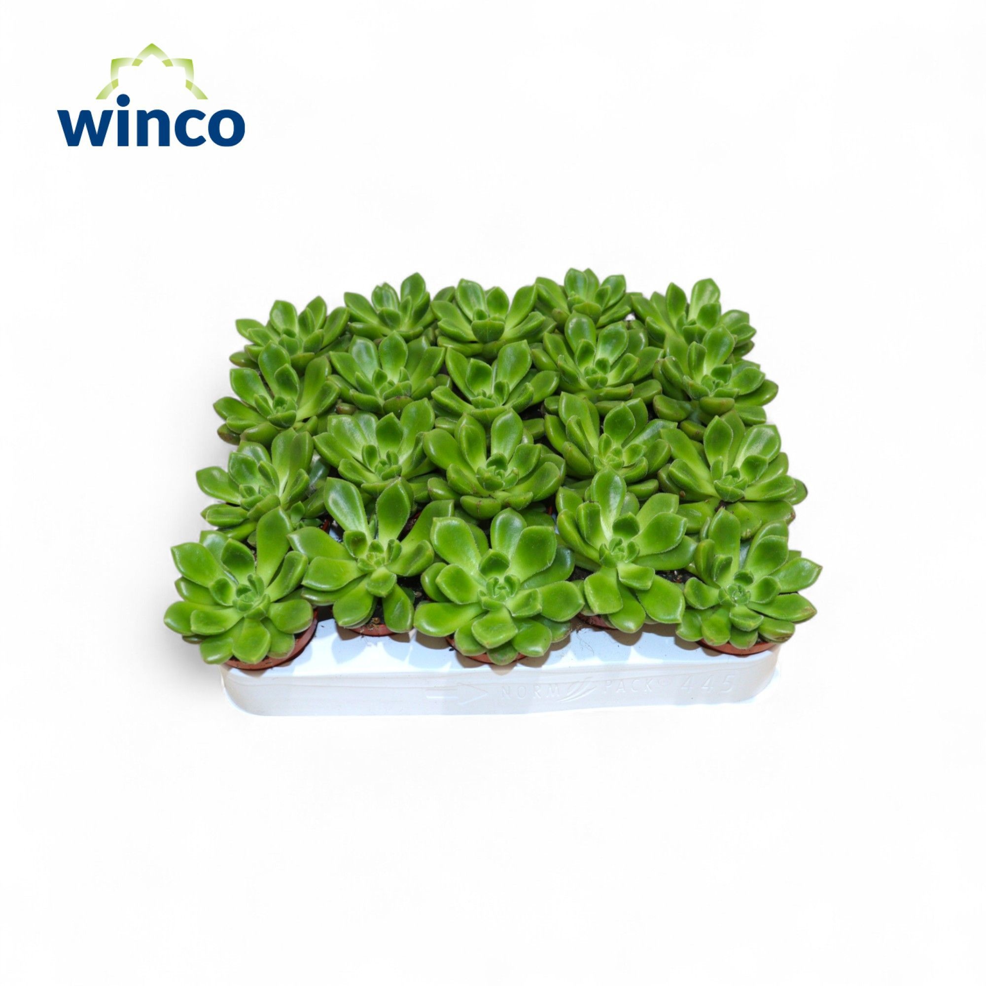 Echeveira Yummie, D 5,5 cm