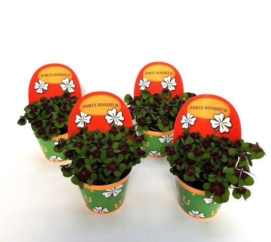 Oxalis deppei Geluk Frans, D 9