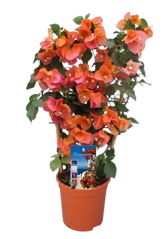 Bougainvillea 'Dania' ORANJE bamboo REK, D 17