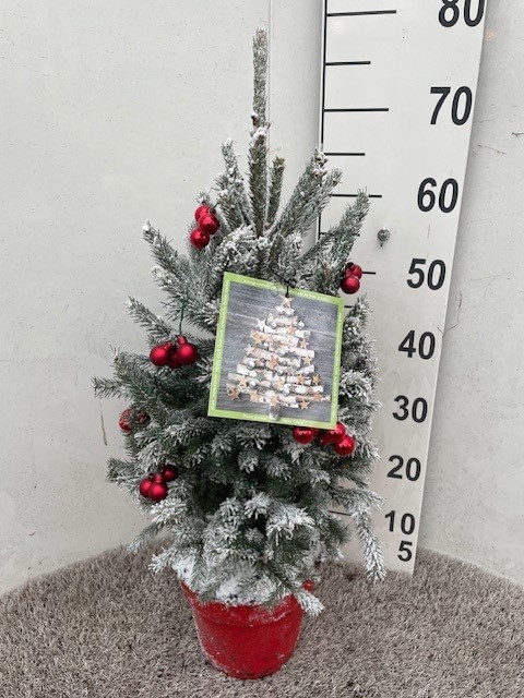 Picea glauca Super Green 40-50 P19 met sneeuw met kerstbal, D 19