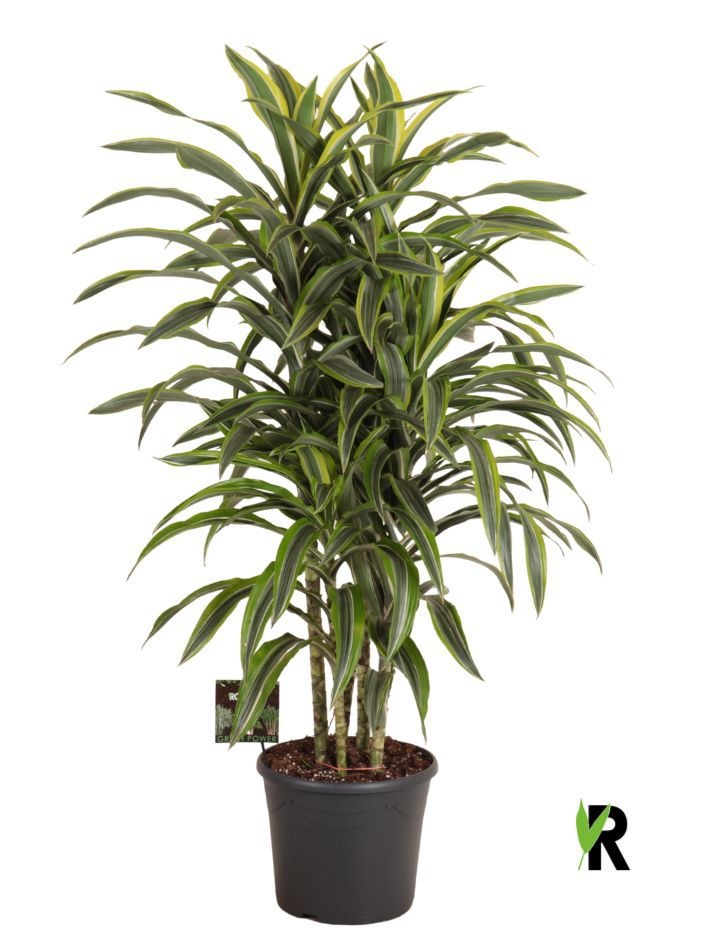 Dracaena fragr. Lemon Lime carrousel 4 st., D 35