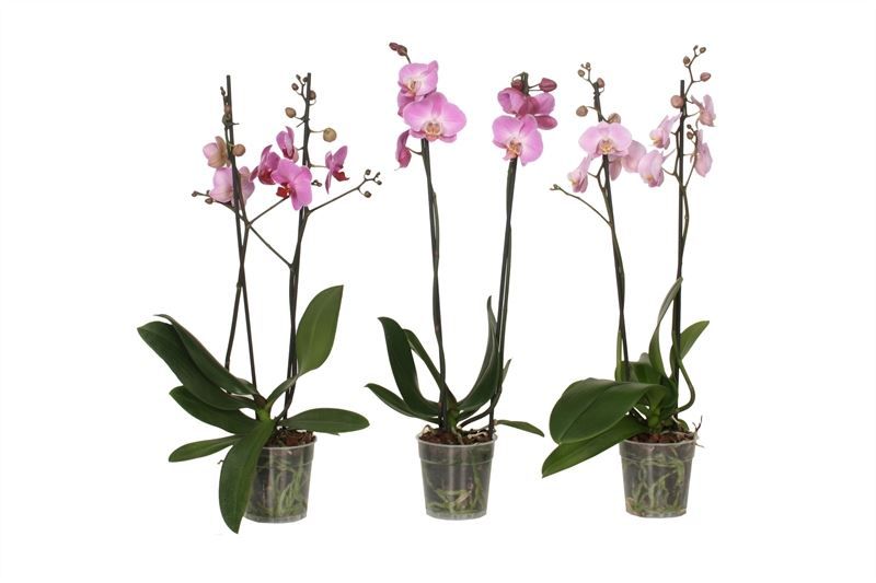 Phal pink 2T14+, D 12