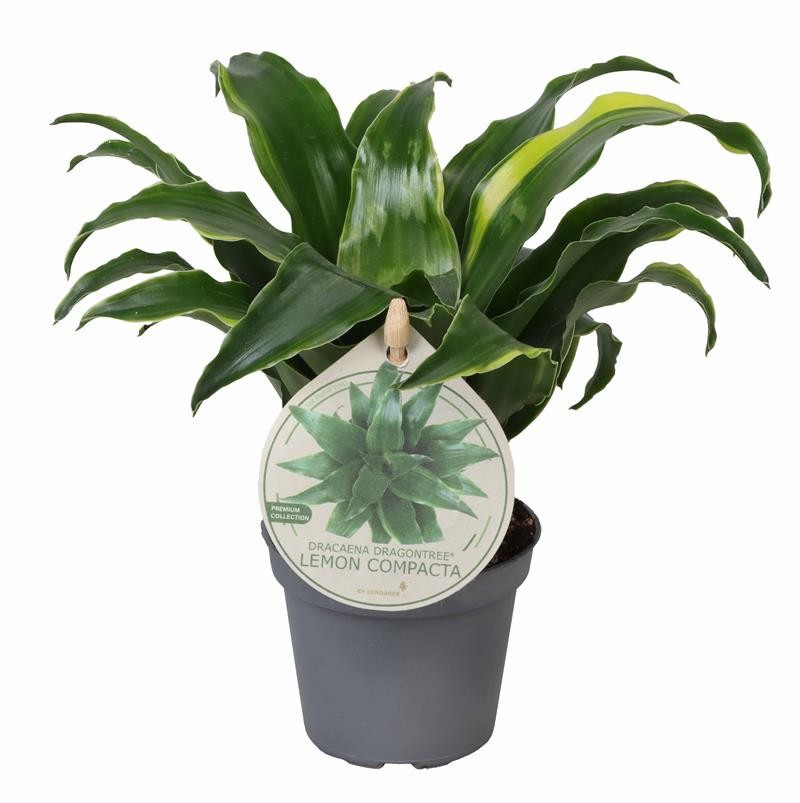 DRACAENA DRACO 588606 Lemon Compacta, D 6 cm