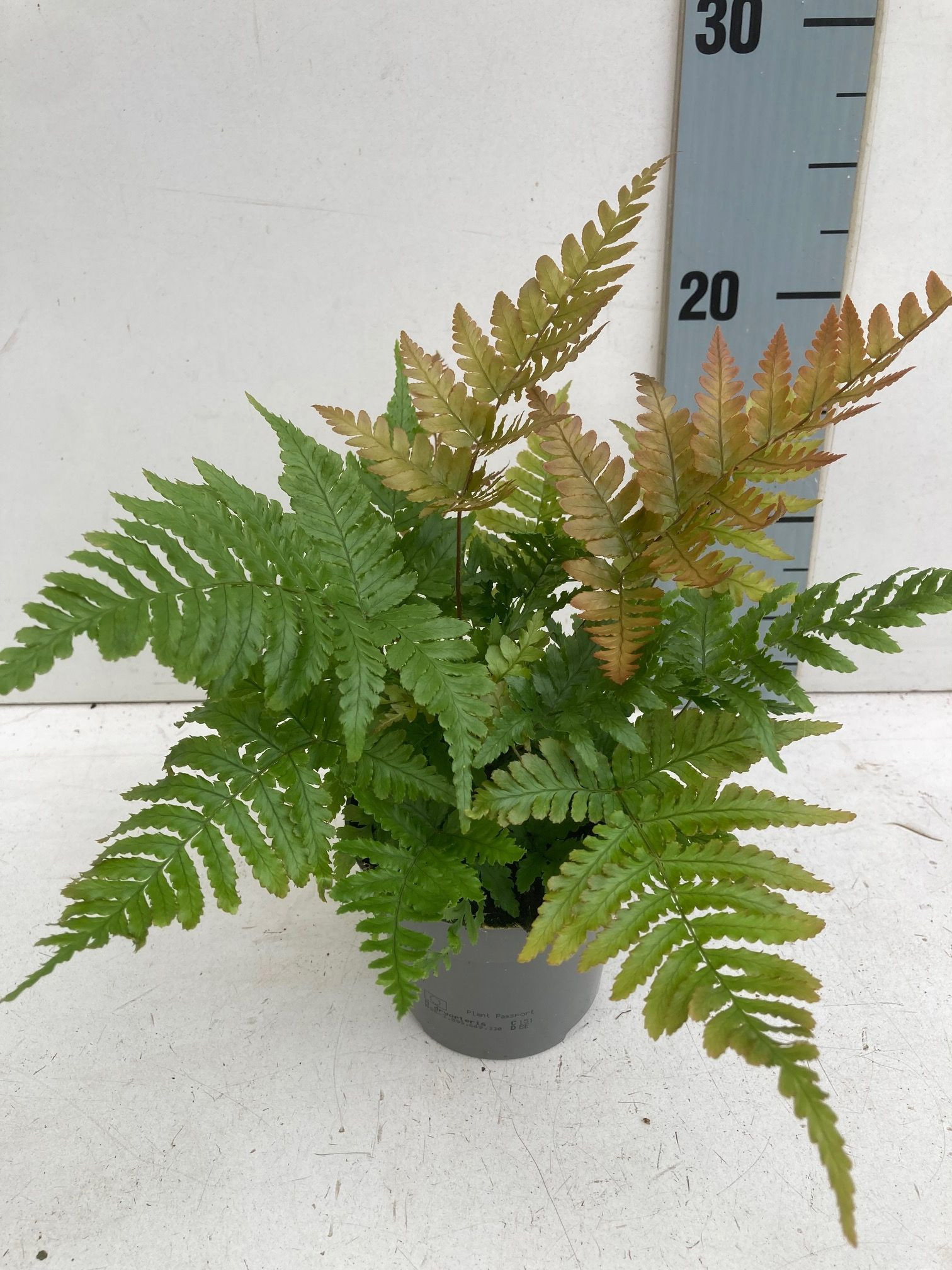 Dryopteris erythrosora buitenvaren, D 10,5