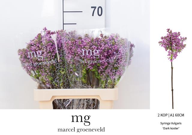 Сирень Дарк Костер 60 (фиолет.), шт.