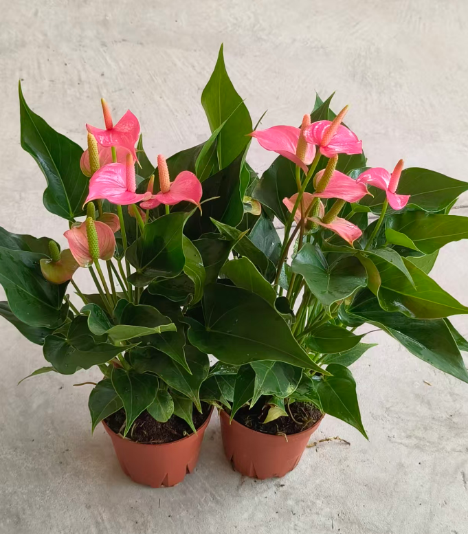 Антуриум Пинк Чампион 12 40