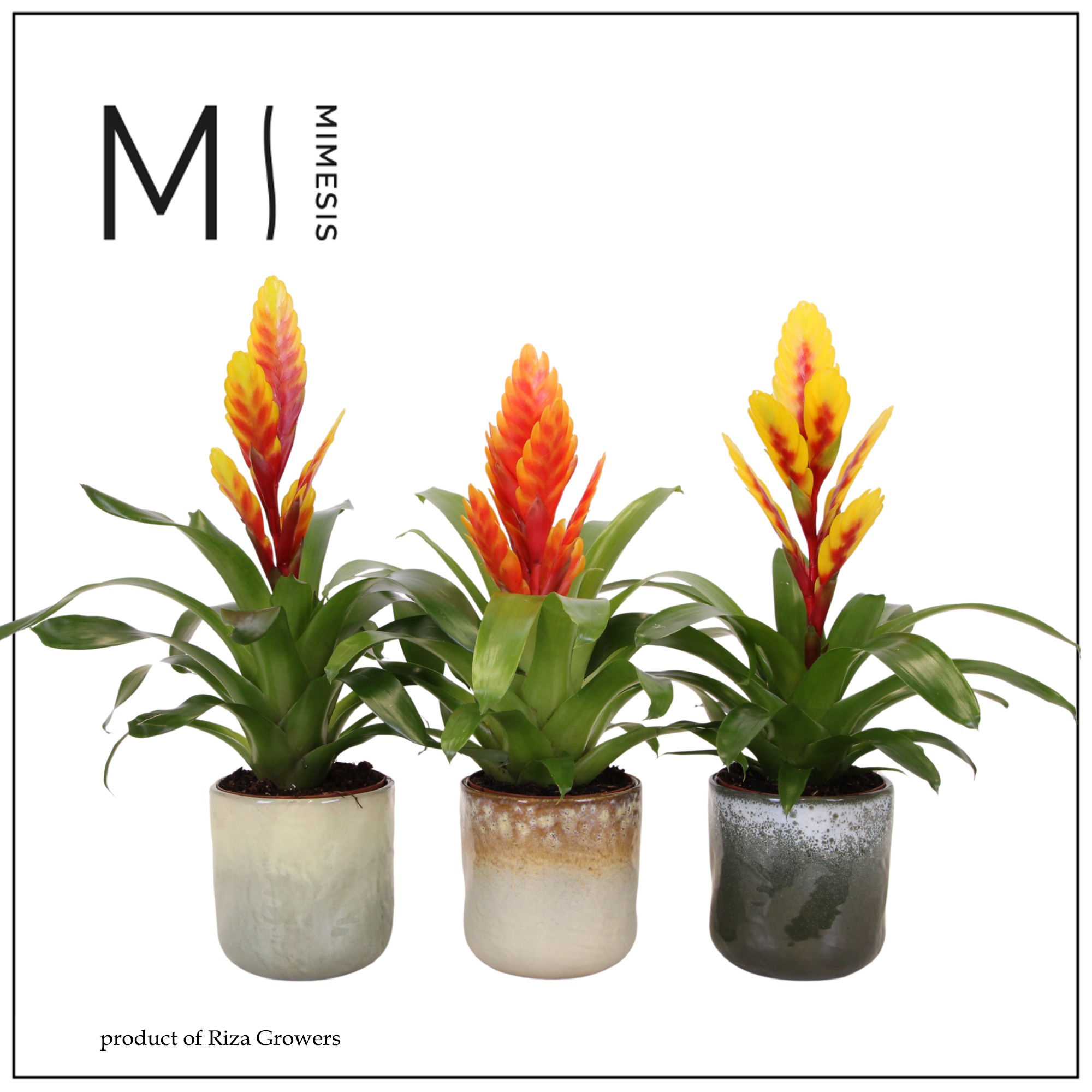 Vriesea Nature - 12cm in Ottawa | Mimesis, D 12