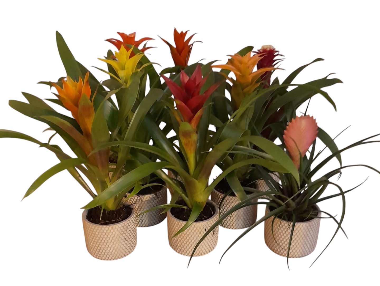 Bromelia gemengd in beton pot met goud accenten, D 10