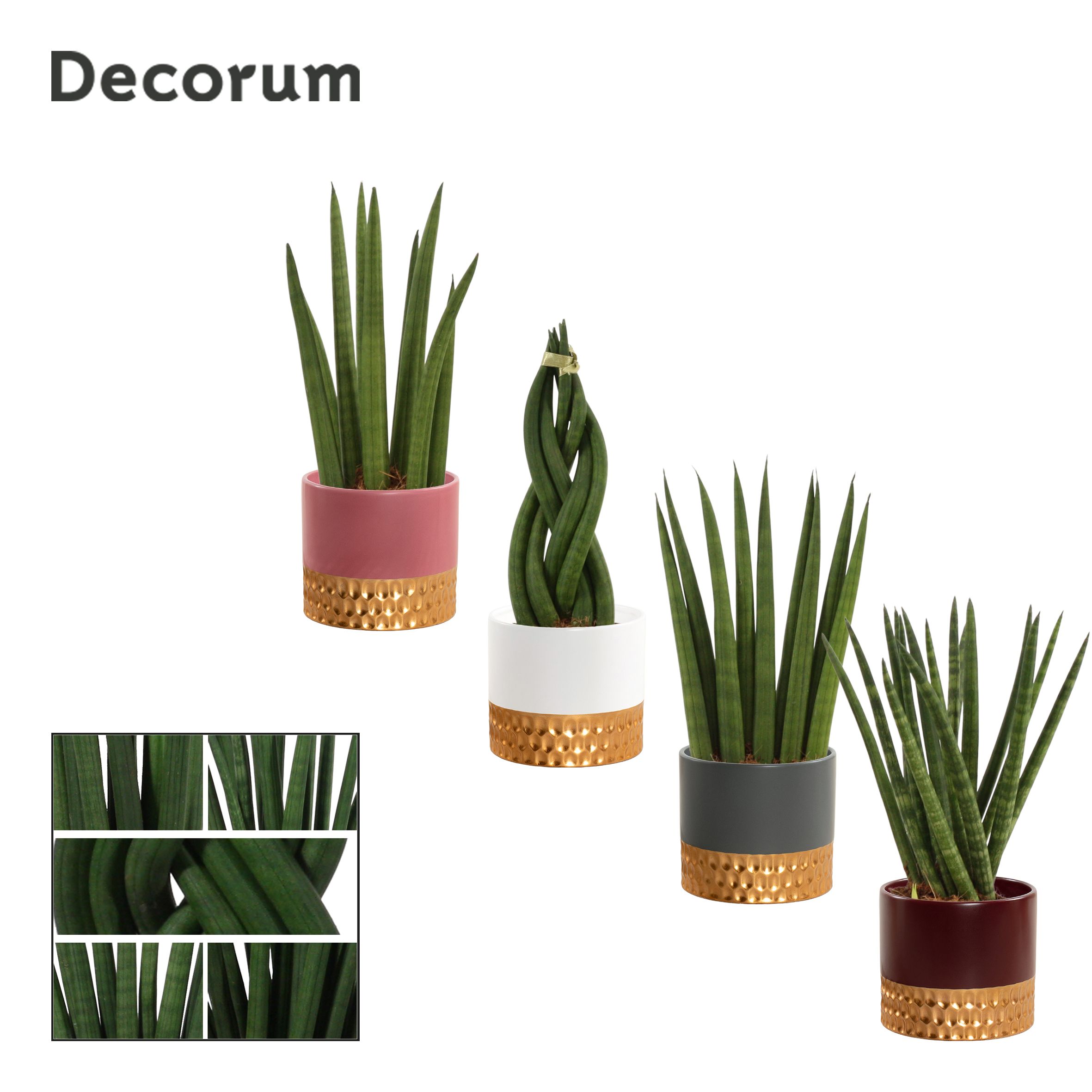 Sansevieria Cylindrica 9 cm Mix in Frederique (Rich love-collect, D 9
