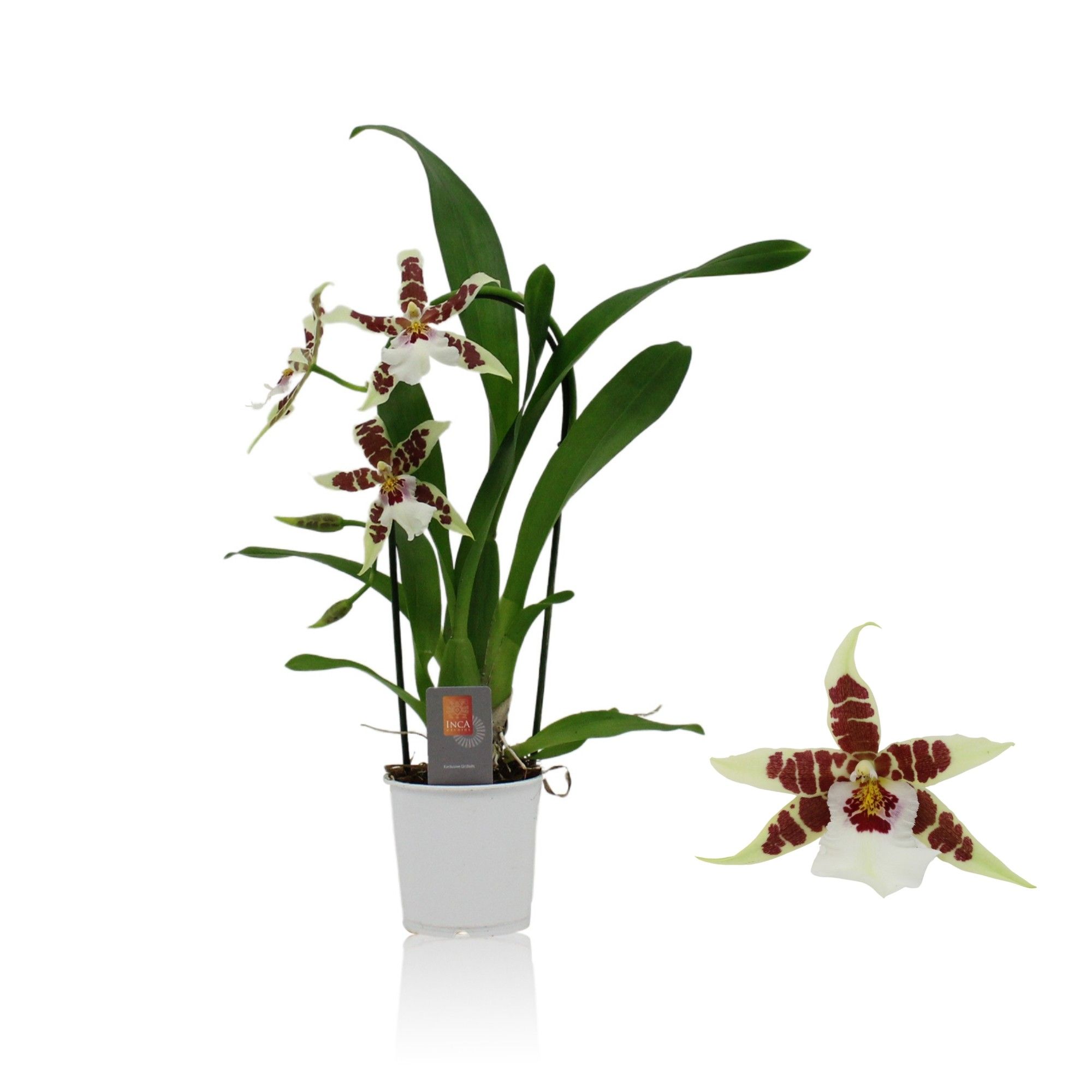 Inca Cambria Renaissance White cascade 9cm, D 9