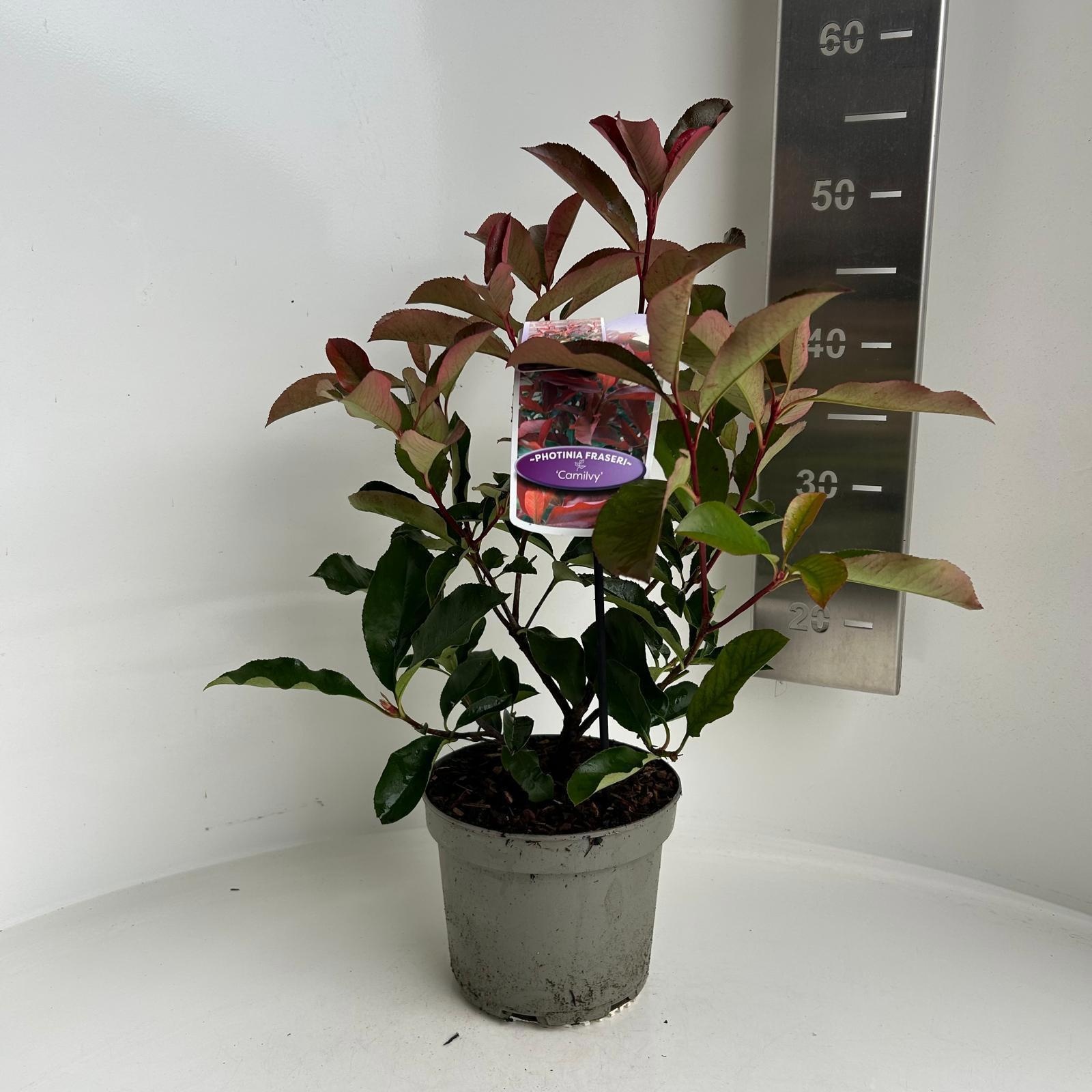 Photinia fraseri 'Camilvy’, D 17