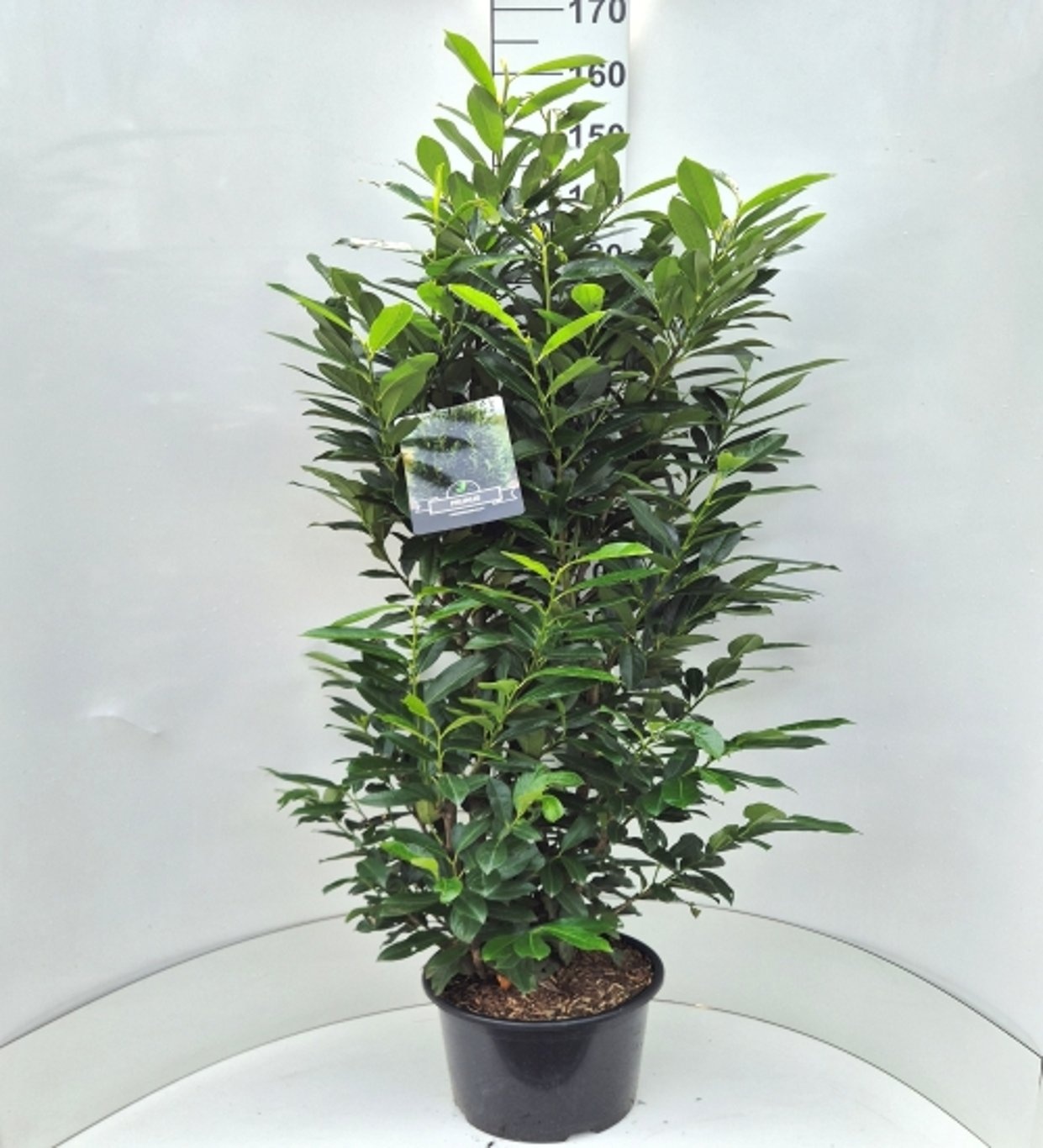 Prunus l. Elly, D 32