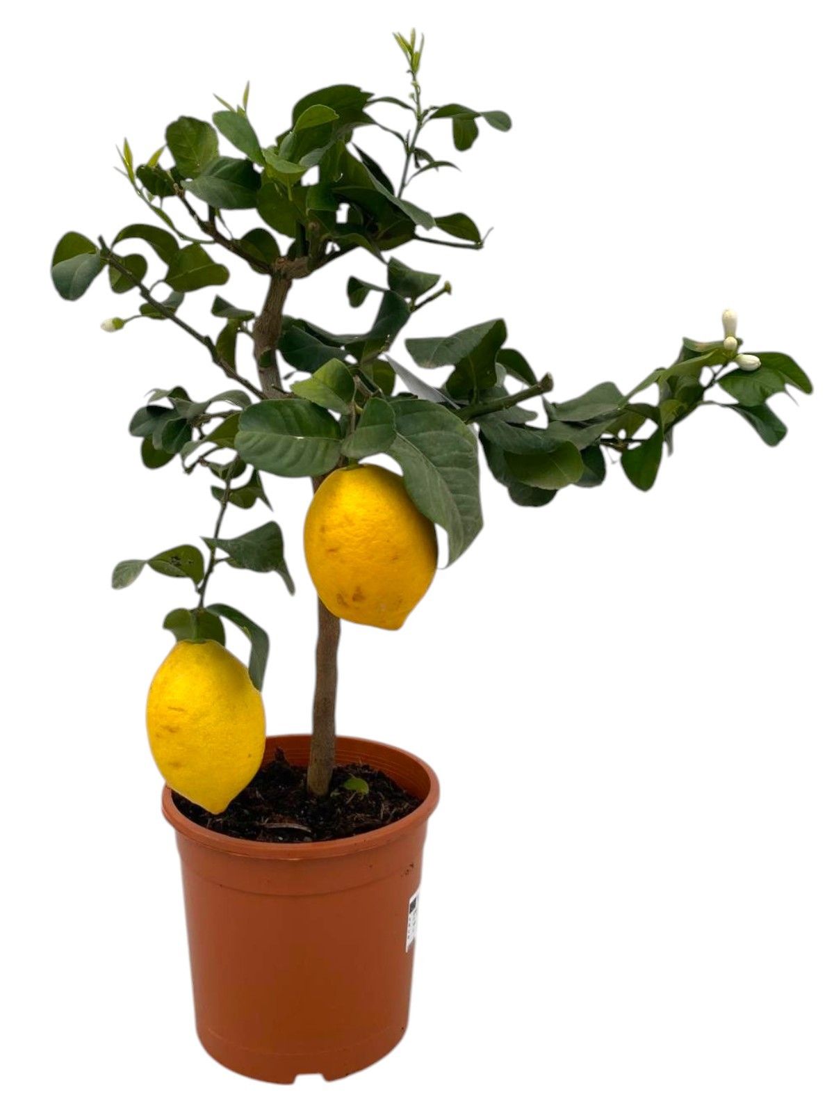 Citrus lemon "op stam" - 1/3 vruchten, D 21