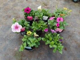 583 DVDS : Pot 10.5 cm PETUNIA MIX red-white-blue-purper-purple picotee-blue picotee-blue vein, D 10,5