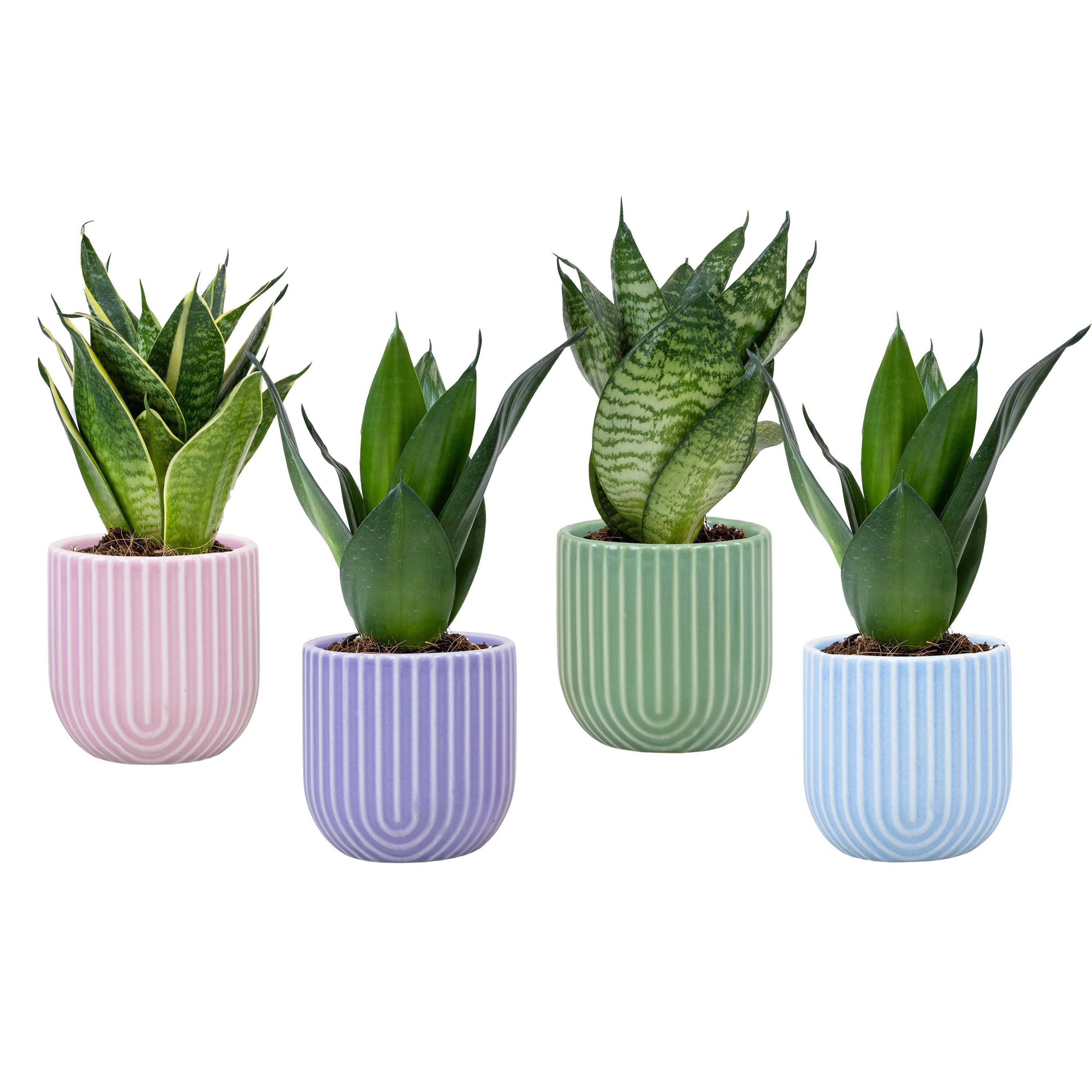 Lumina with Sansevieria hahni mix, D 6