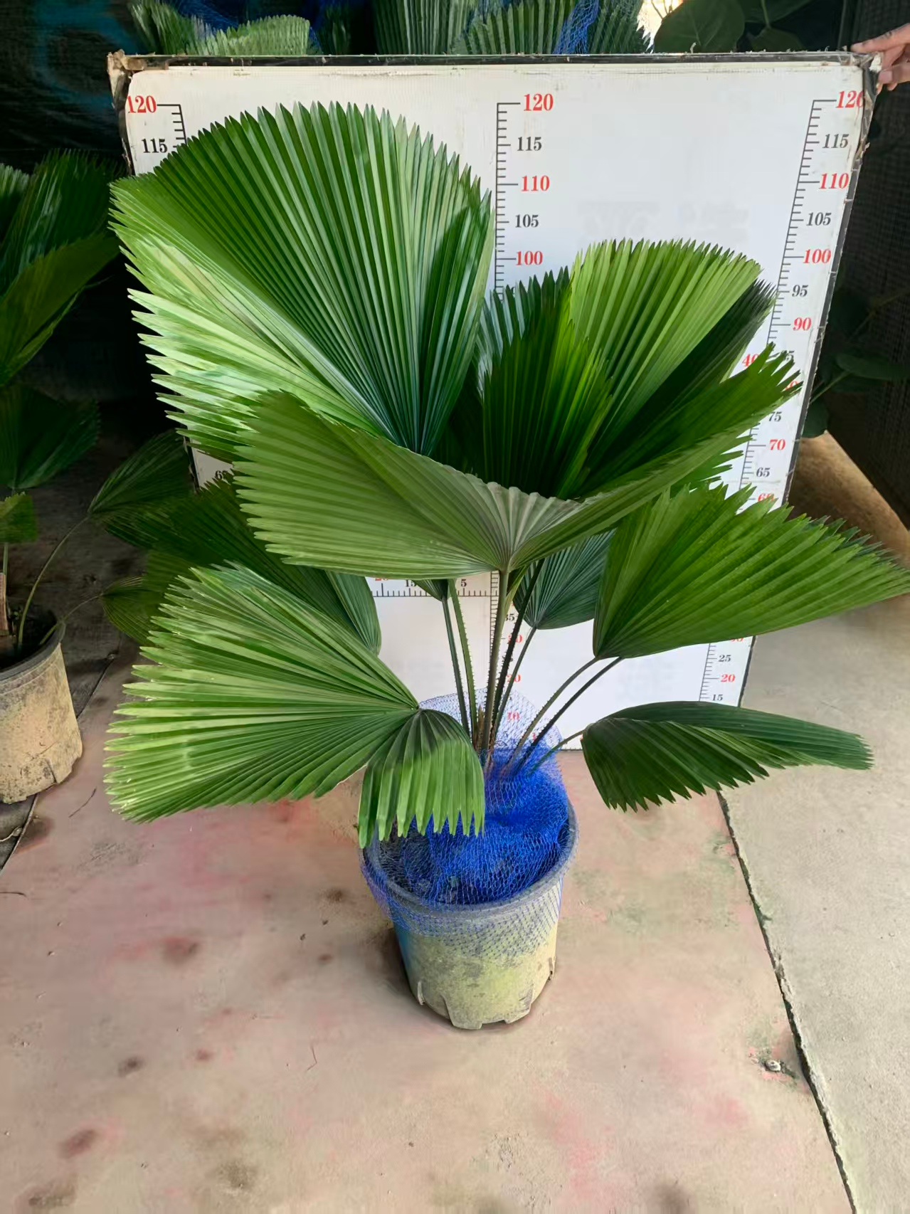 Фикус Премиум 300 Раунд Лиф Палм 30 120