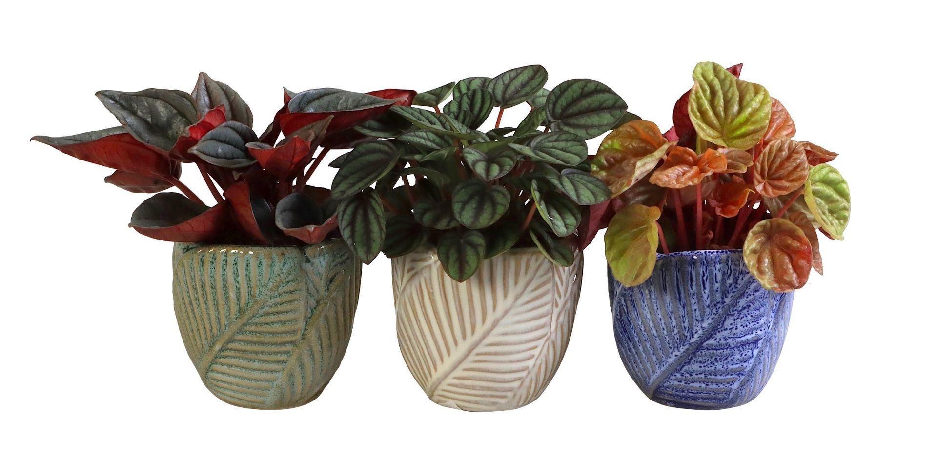 L 66077 With Peperomia Caperata Mix 6 cm, D 6