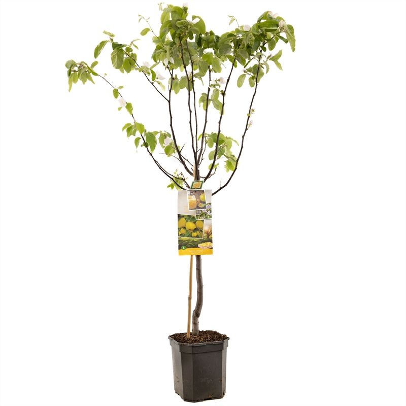 Cydonia oblonga Kweepeer appel laag Kweepeer, D 24