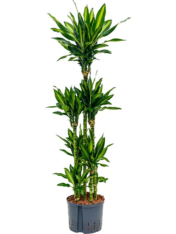 Dracaena fragrans 'Cintho, D 25 cm