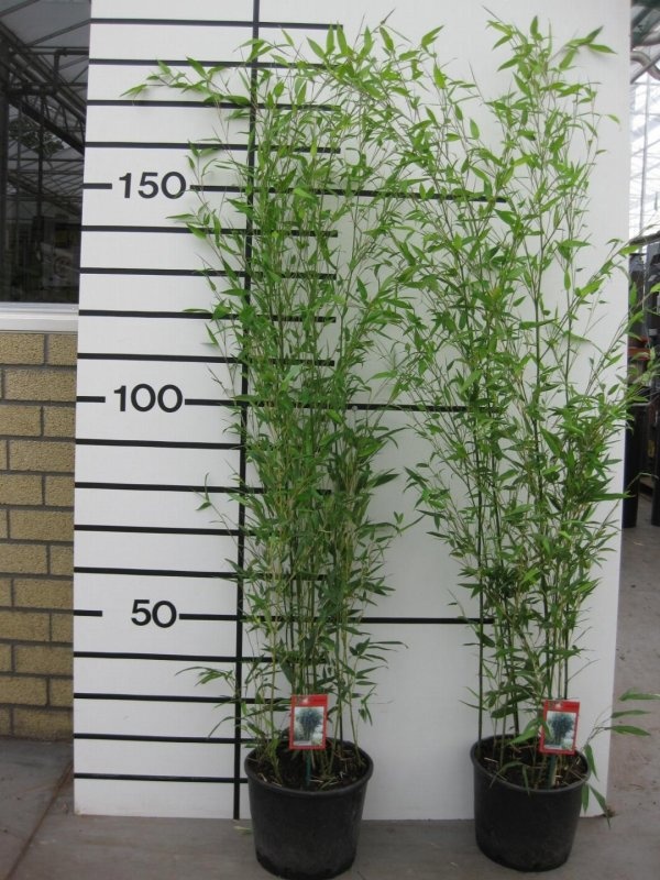 Phyllostachys bissetii, D 29