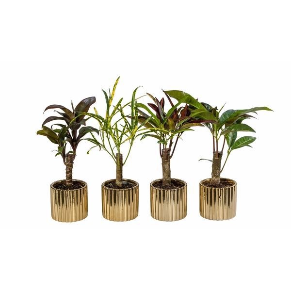 L 66263 With Cane Mix 6 cm, D 6