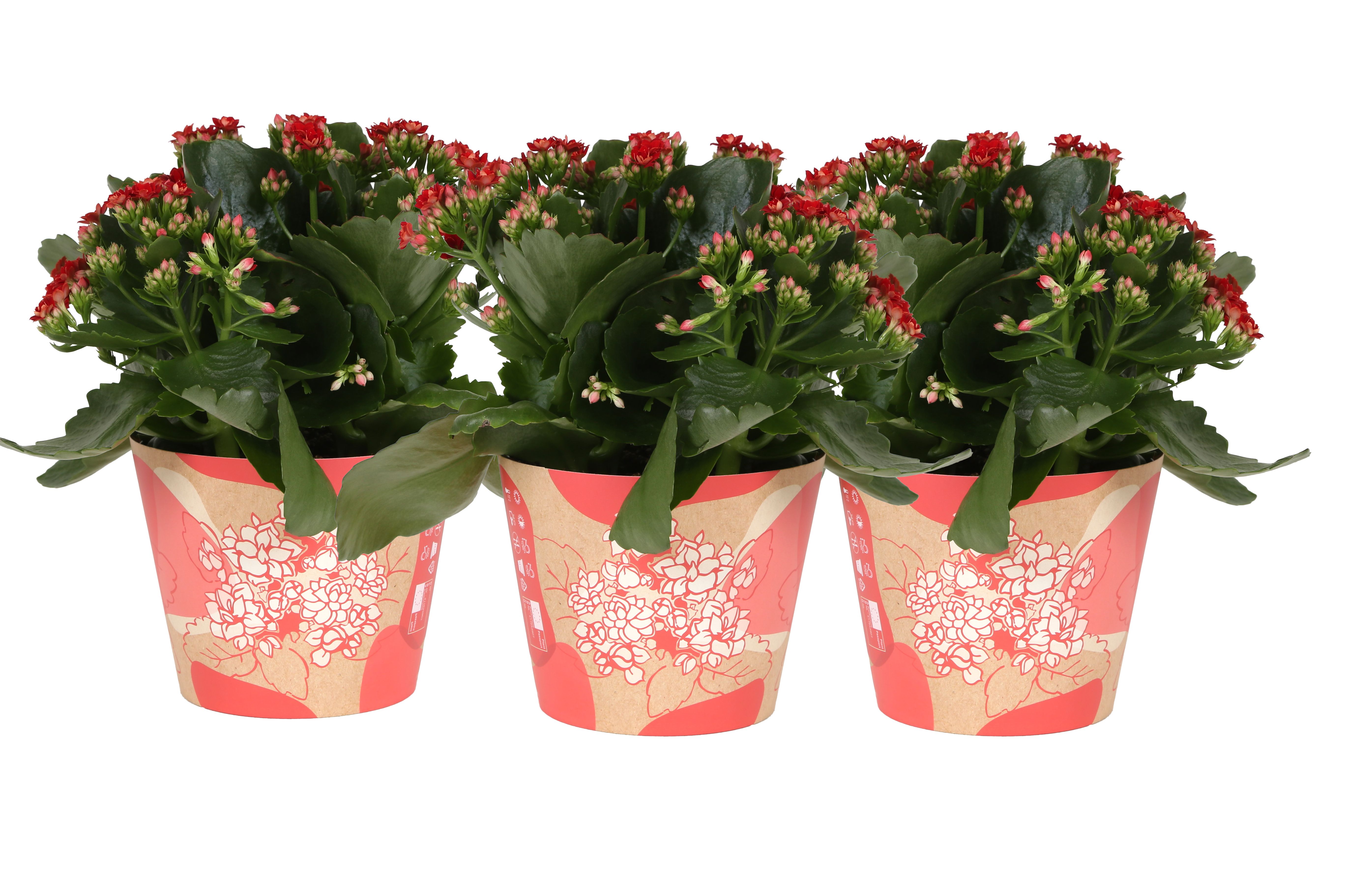 KP-849.1 RD - Kalanchoe Rosalina in rode waterdichte smartcup, D 15 cm KP-849.1 RD - Kalanchoe Rosalina in rode waterdichte smartcup, D 15 cm
