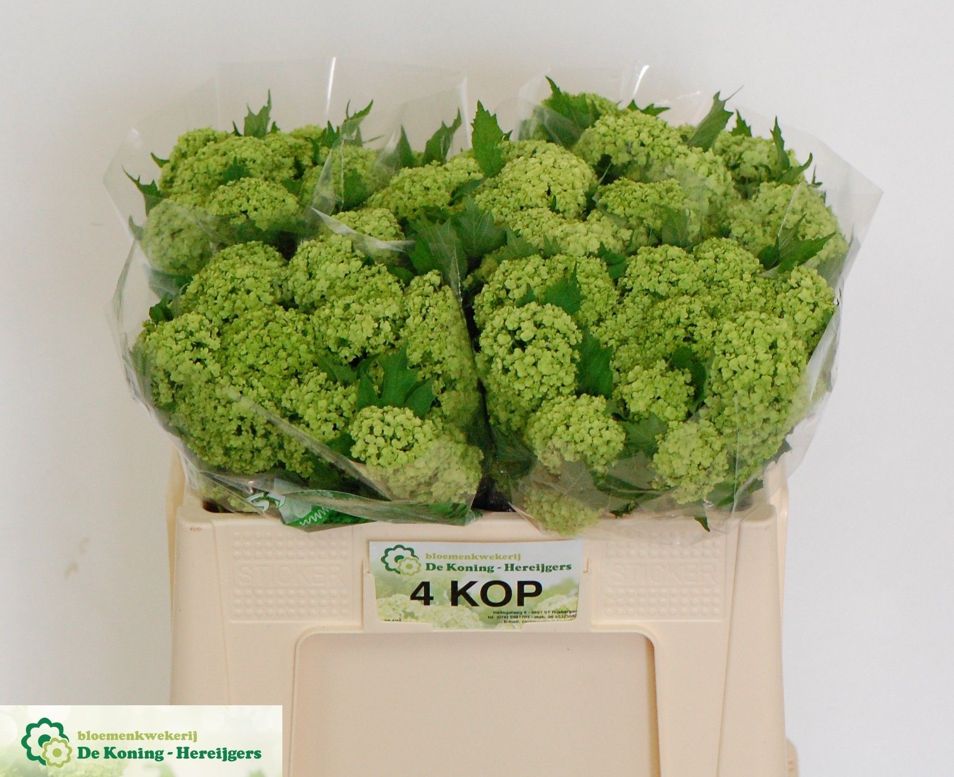 Вибурнум Розеум 50 (зел.), шт. Вибурнум Розеум 50 (зел.), шт.