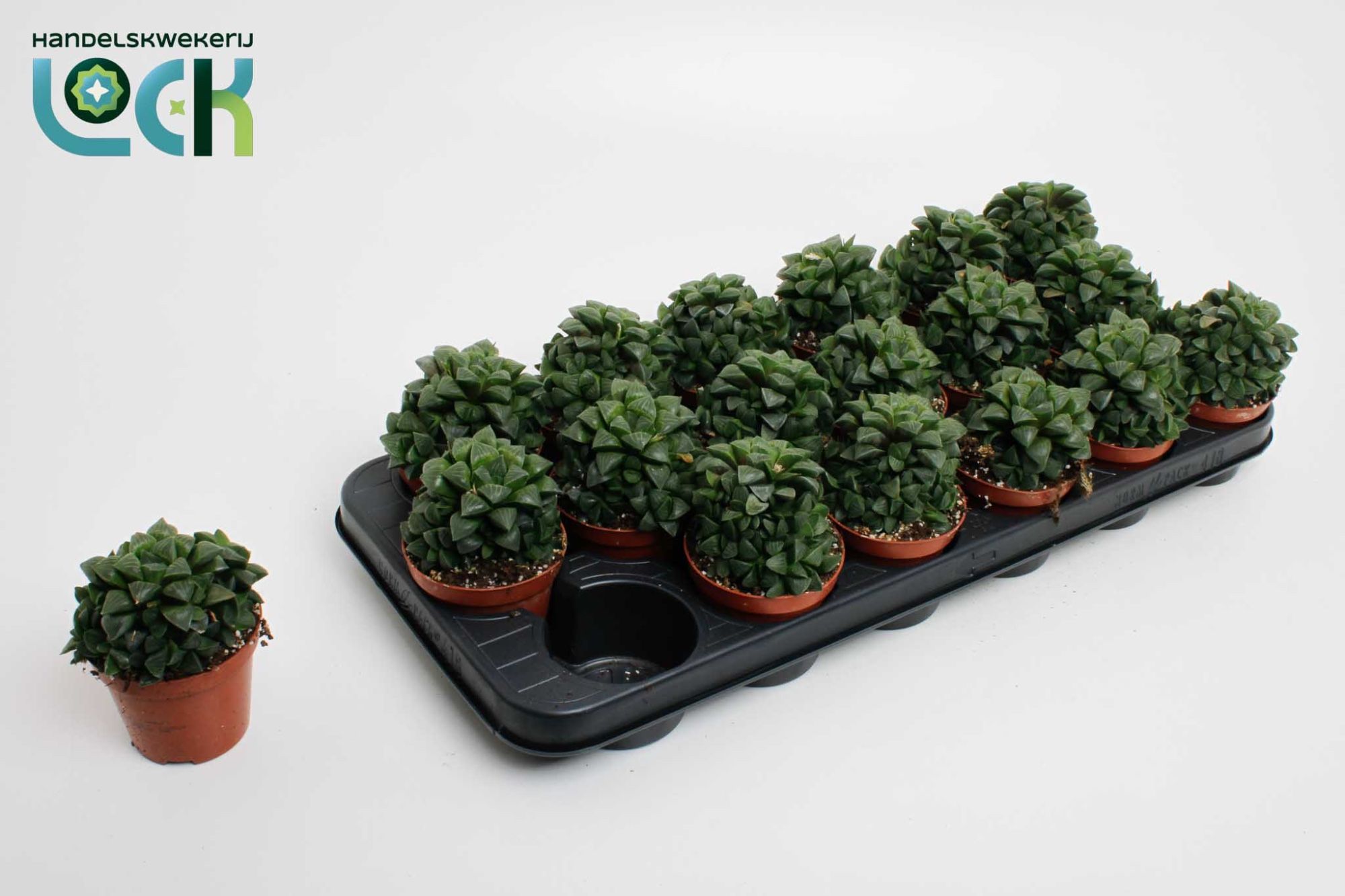 Haworthia Cymbiformis, D 8,5