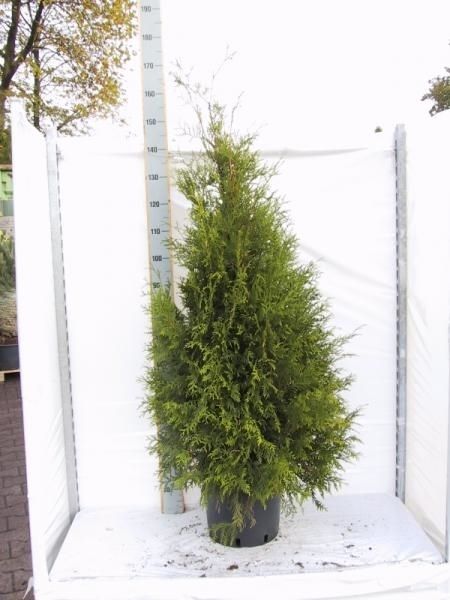 Thuja occidentalis 'Brabant', D 32
