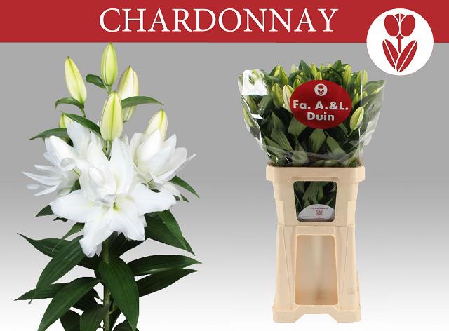 Лилия дв. Шардоне 100, шт.