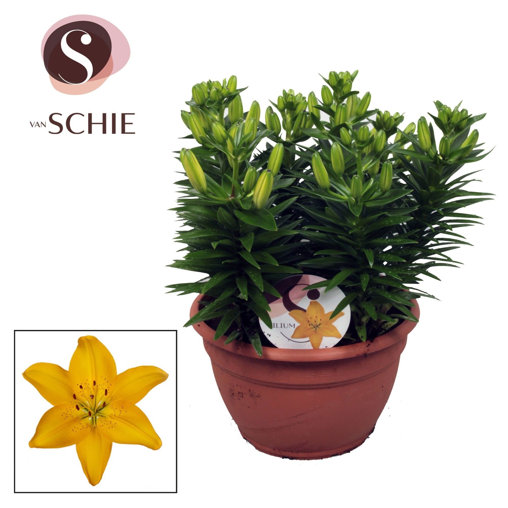 Az Matrix Yellow Schaal 9pp, D 25