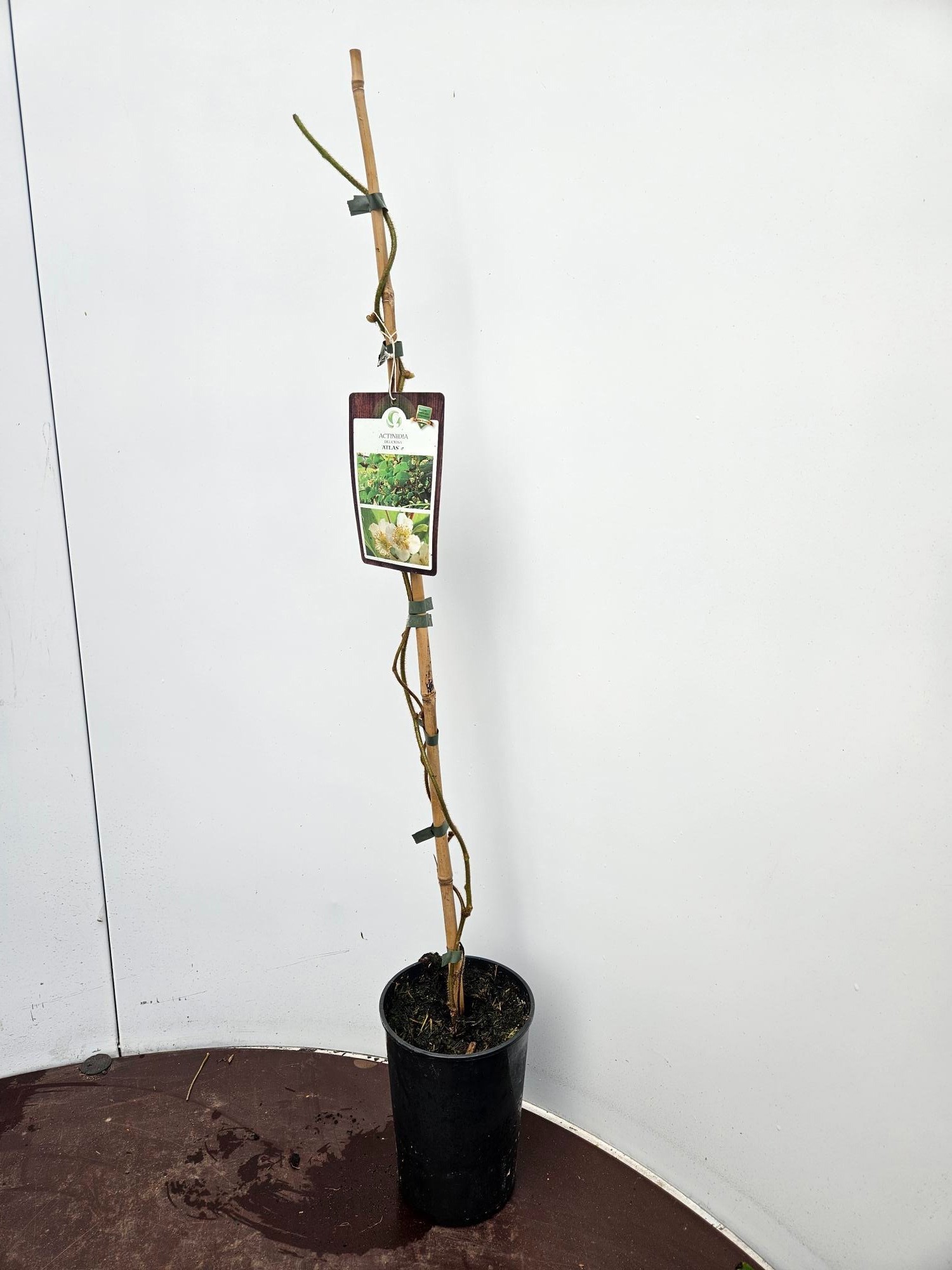 Actinidia d Atlas 80/100C2, D 13