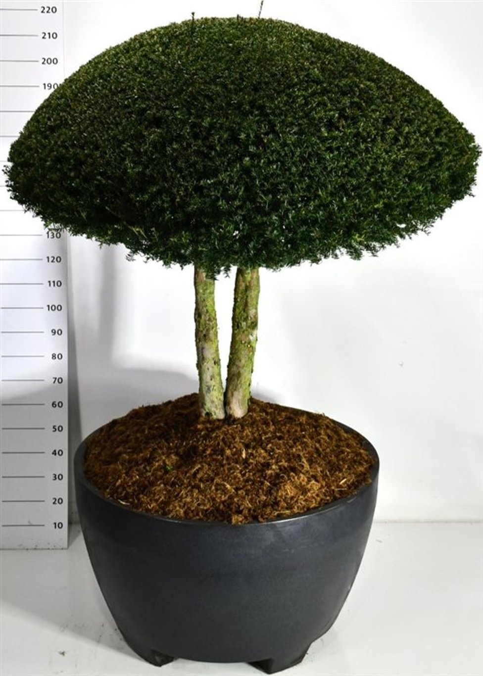 Taxus baccata, D 110