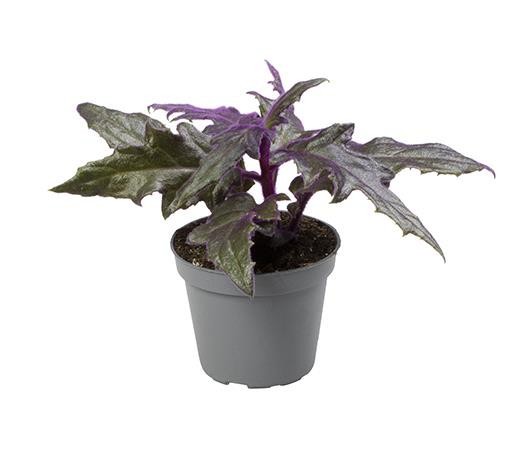 GYNURA AURANTIACA, D 6