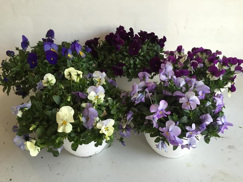 VIOLA WITTROCKIANA-HYBRID 'COOL WAVE', D 21