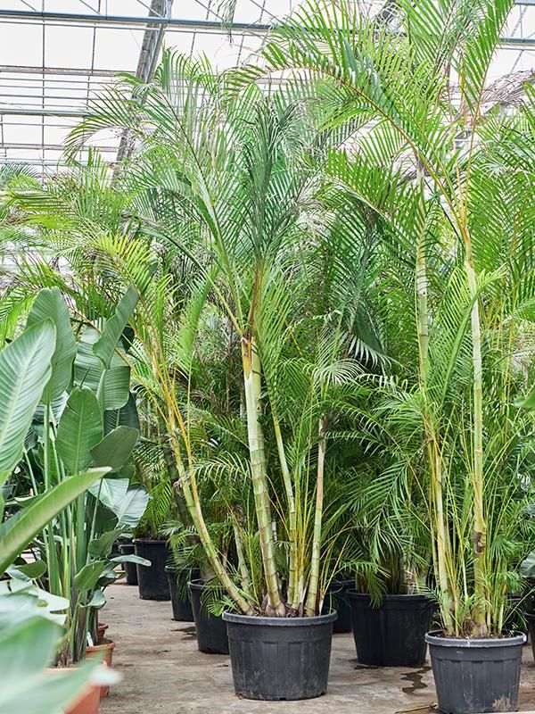 Dypsis (Areca) lutescens, D 80