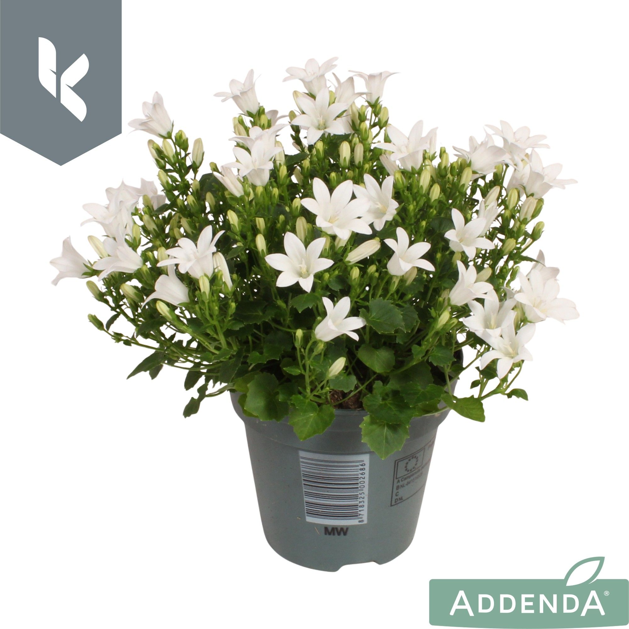 Campanula Ambella Intense White, D 10,5