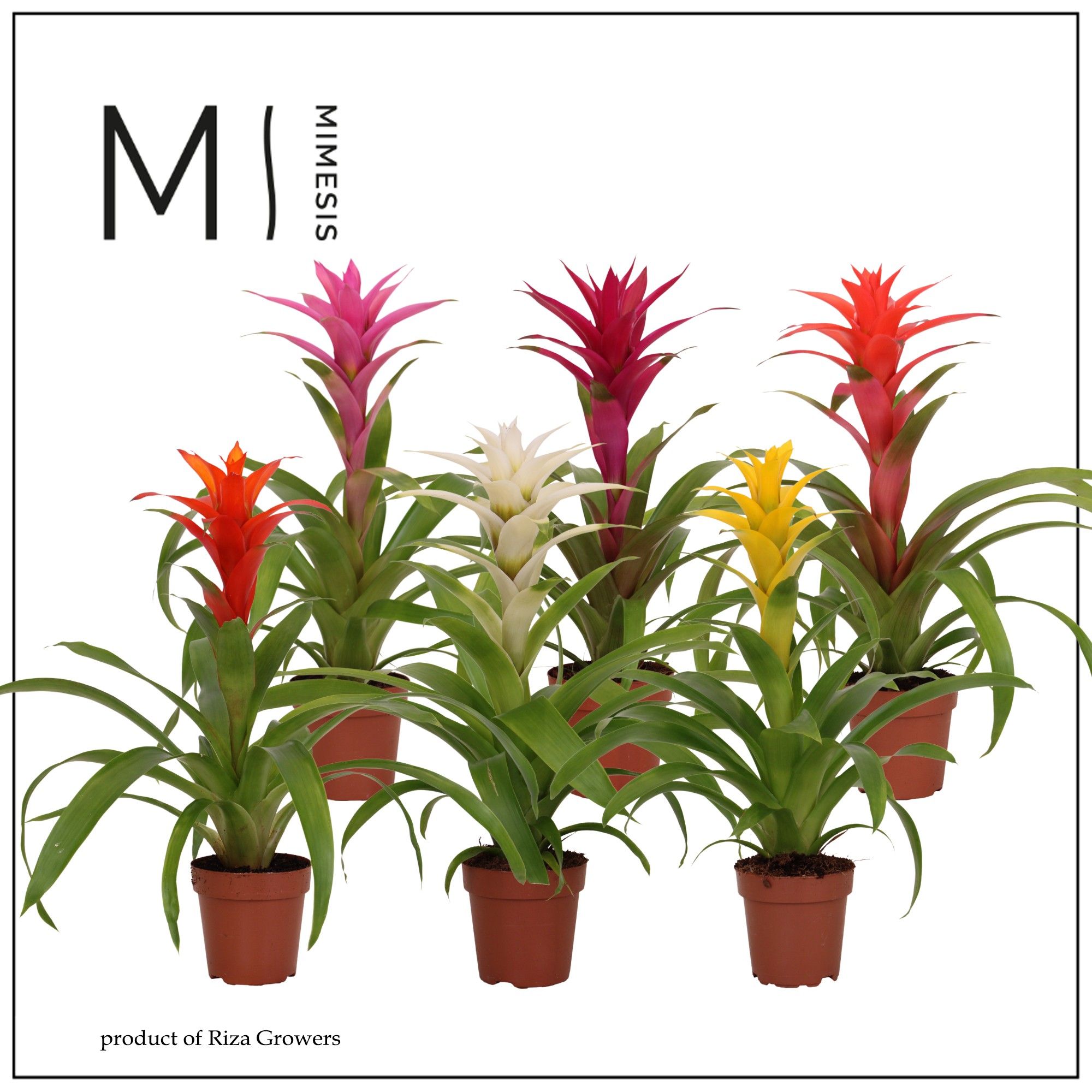Guzmania Suerte Cupcake - 12cm | Mimesis, D 12