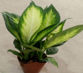 Аглаонема 140 Марианне 14 35