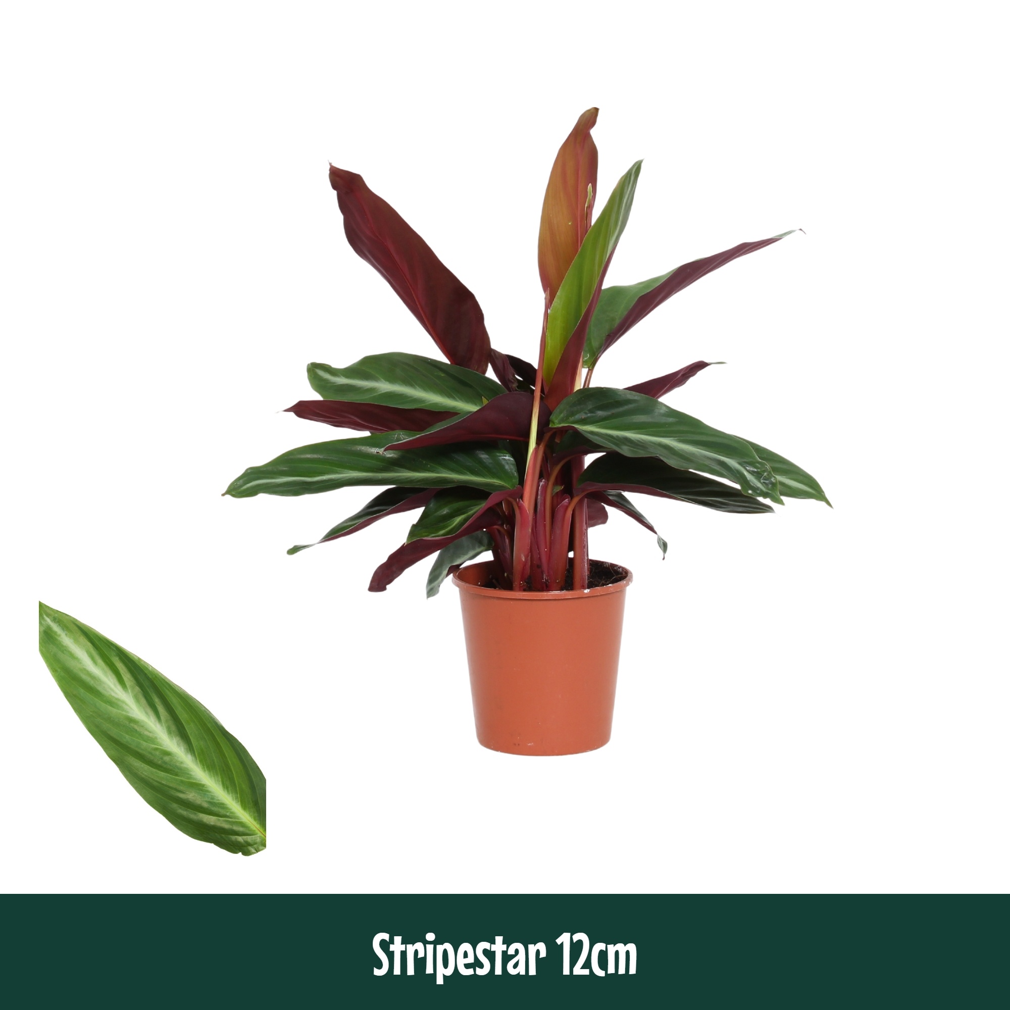 Calathea 12cm Stripestar - Living, D 12