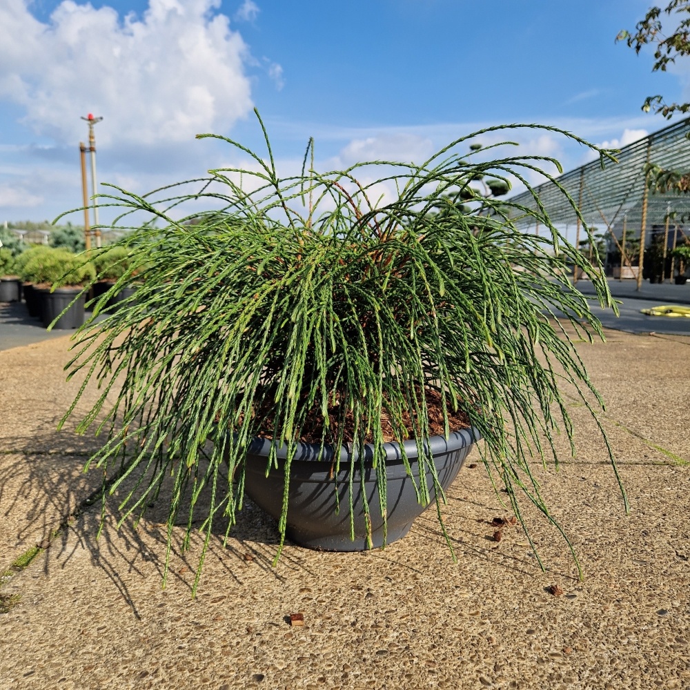 Thuja plicata 'Whipcord', D 35 cm