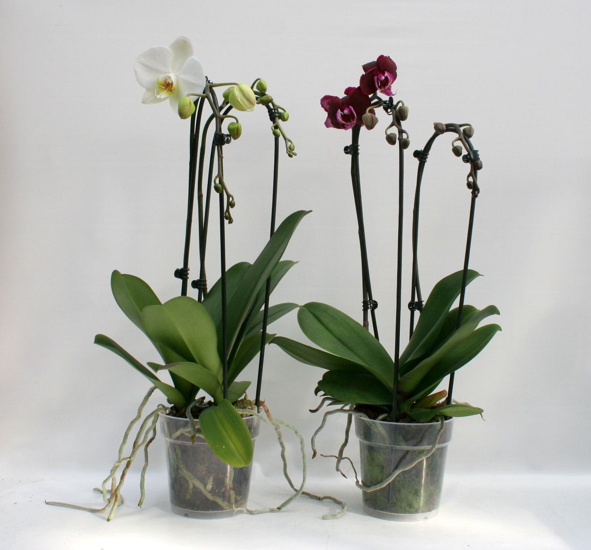 Phal. 2 tak 'Cascade' 12 cm Topf 'Two of Us', D 12
