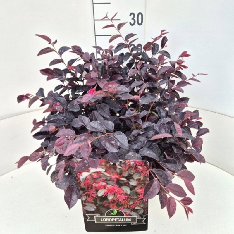 Loropetalum chin. 'Pipa's Red', D 29