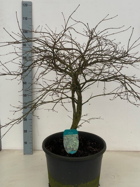 Acer palmatum 'Dissectum' P38, D 38