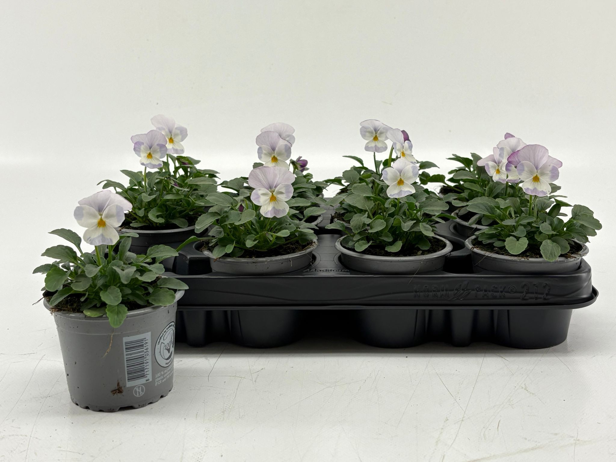 Viola Cornuta Lavender Pink, D 9