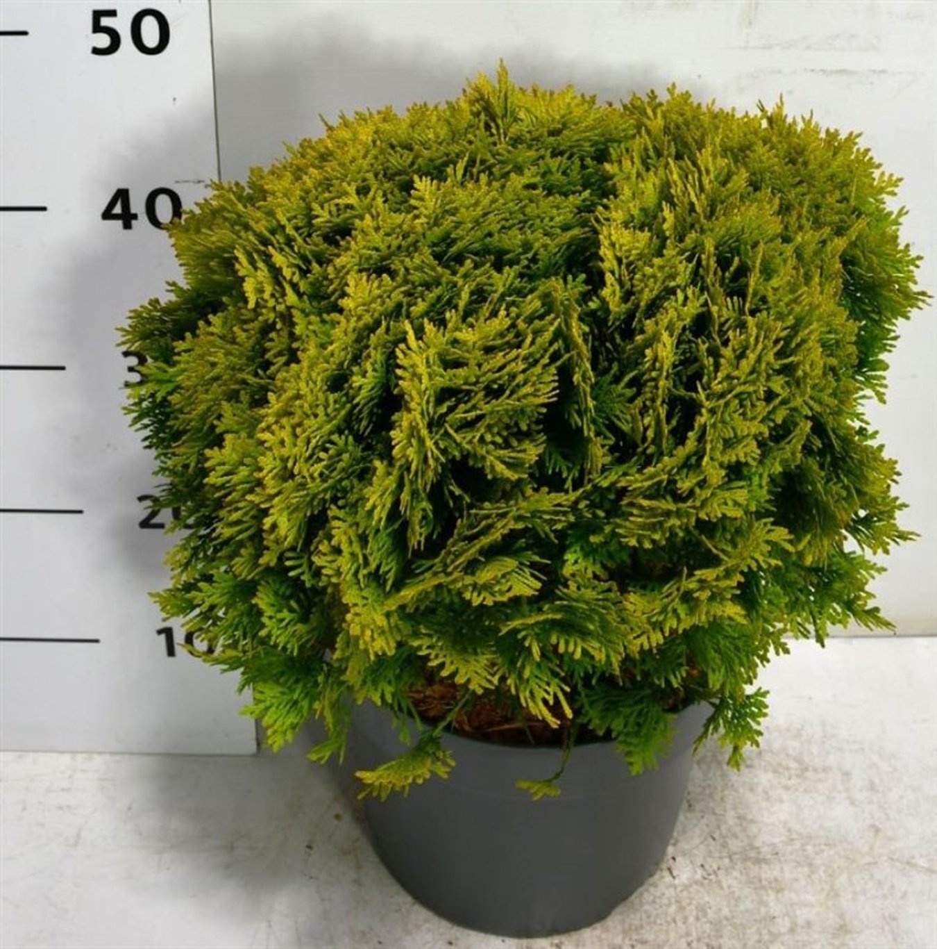 Thuja occ. 'Mirjam', D 26