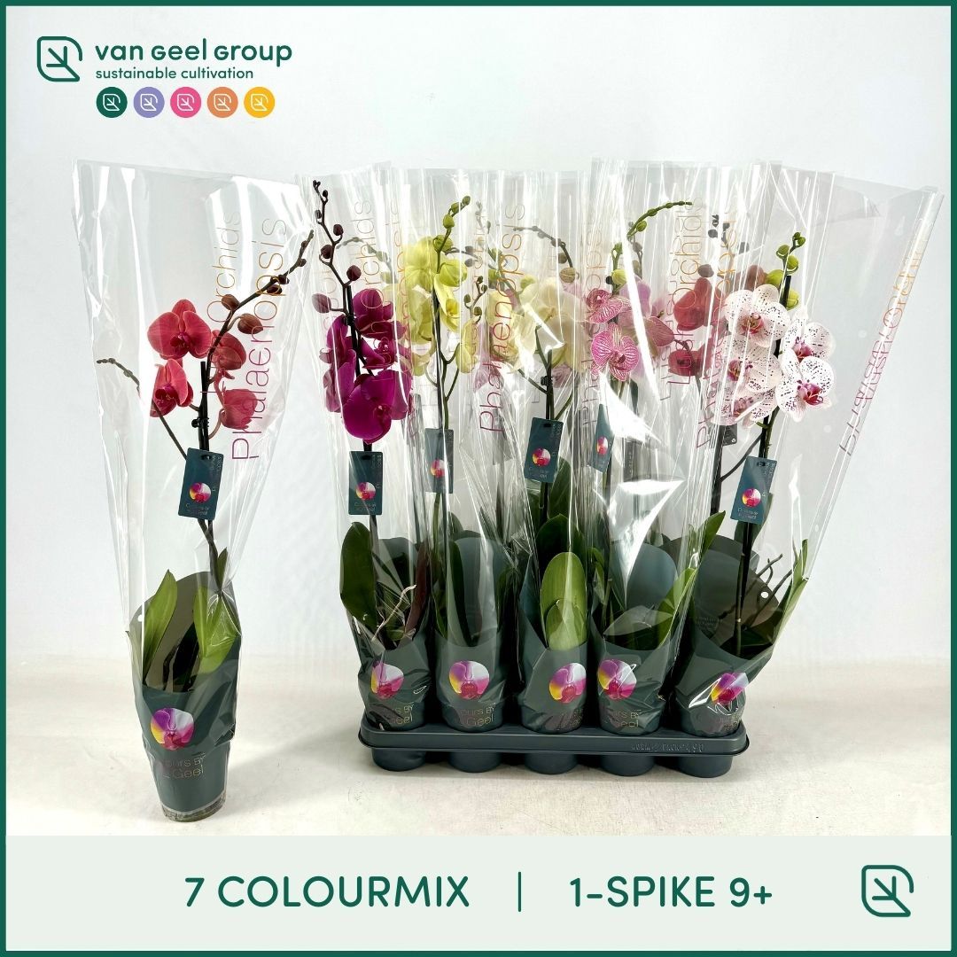 1tak 9+ 75cm, 7 colourmix, D 12