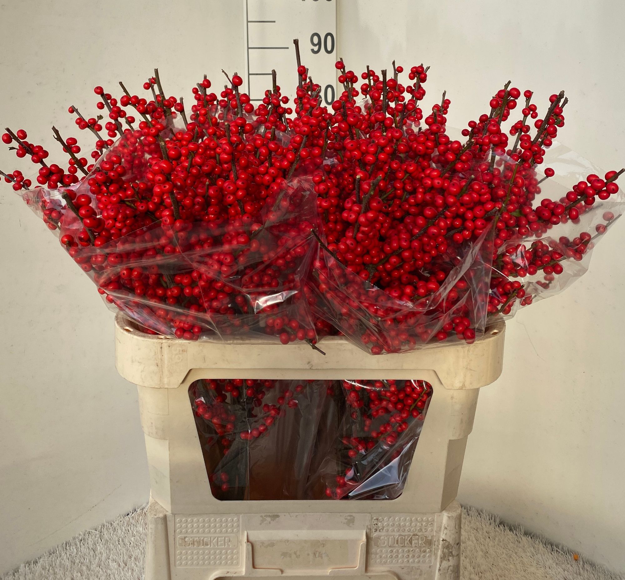 Илекс Красные ягоды 80, шт.