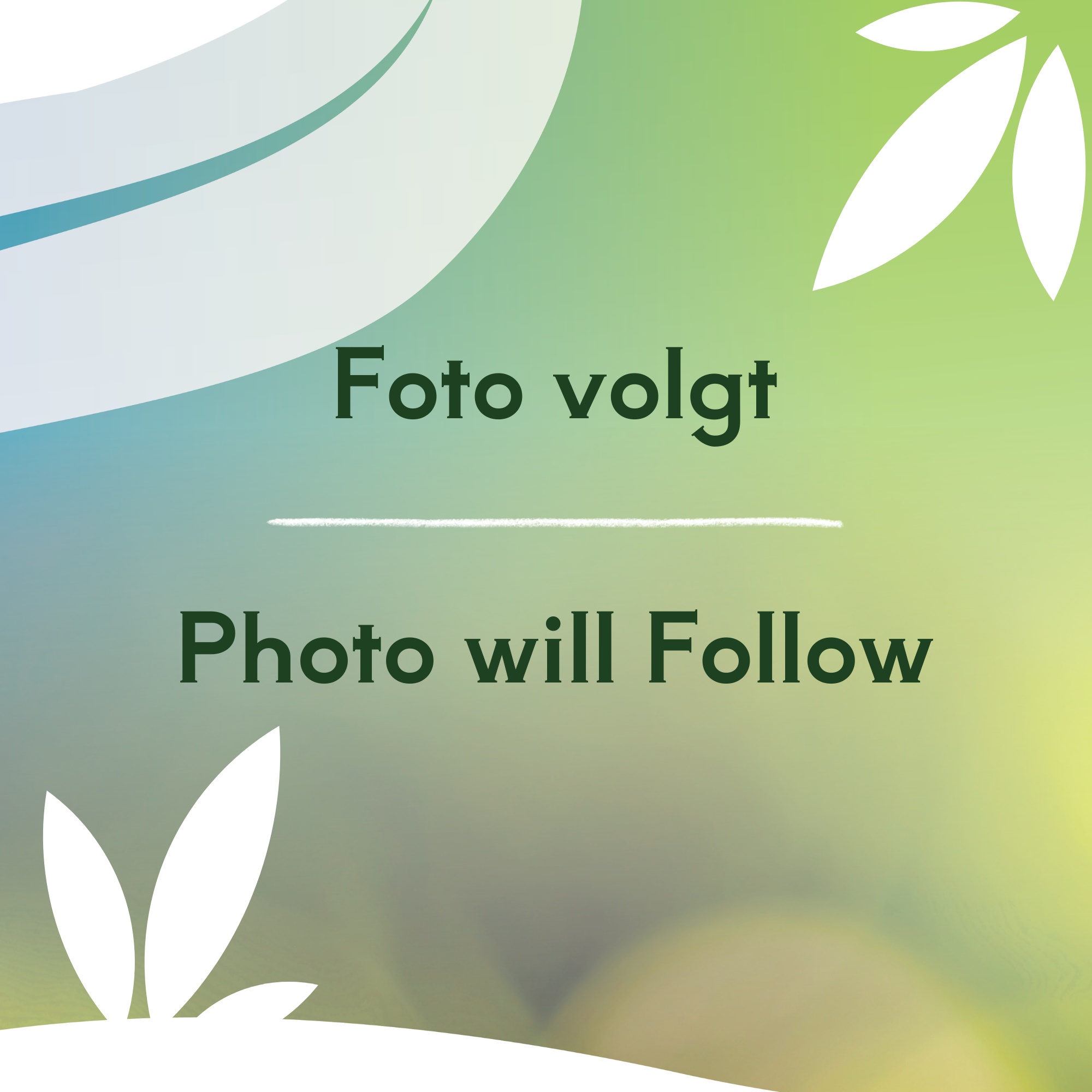 Miscanthus sin. 'Adagio', D 19